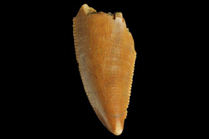 Serrated, Raptor Tooth - Real Dinosaur Tooth #176174